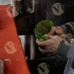 Paan (Betel) Leaves - Log, Colour and B&W