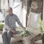 Man preparing tuberose flowers - Log, colour and B&W