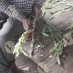 A person preparing tuberose flowers, also known as Agave amica - Log, colour and B&W