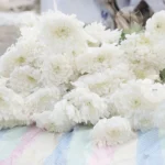 Chrysanthemum or Gypsophila flowers