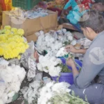 Man arranging Chrysanthemum or Gypsophila flowers