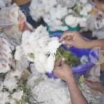 A person arranging Chrysanthemum or Gypsophila flowers - Log, colour and B&W