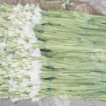 Bunch of Tuberose (Polianthes tuberosa) Rajnigandha - Log, colour and B&W