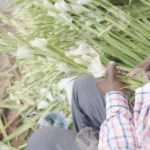 Tuberose (Polianthes tuberosa) Rajnigandha - Log, colour and B&W