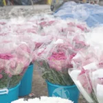 Dianthus flowers, also known as "pinks," "sweet William," or carnations - Log, colour and B&W