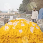 Organizing marigold garlands - Log, colour and B&W