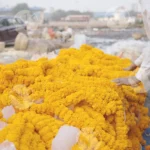 Arranging a garland of marigold flowers - Log, colour and B&W
