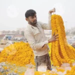 Man holding and passing a garland of marigold flowers - Log, colour and B&W