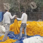 Vendor in a flower market arranging piles of marigold garlands - Log, colour and B&W