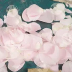 Garden Rose or Peony - Log, colour and B&W