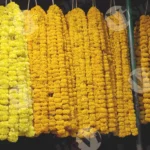 Garlands of marigold flowers. (Genda phool) - Log, colour and B&W