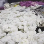 Chrysanthemum morifolium flower - Log, colour and B&W