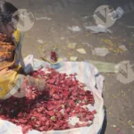 Woman sorting through a pile of rose petals - Log, colour and B&W