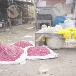 Rose buds and other flowers - Log, colour and B&W