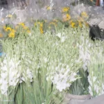 Tuberose flowers - Log, colour and B&W