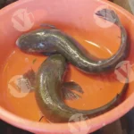 Hong Kong catfish (Bostrychus sinensis) - Log, colour and B&W