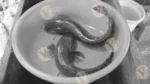 Hong Kong catfish (Bostrychus sinensis) - Log, colour and B&W - Image 2