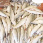 Siamese mud carp, also known as Henicorhynchus siamensis - Log, colour and B&W