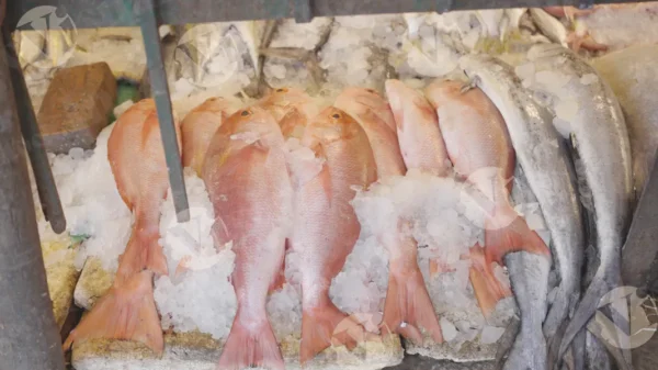 C0386FishMarketCLRWM result