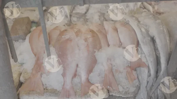 C0386FishMarketSlogWM result