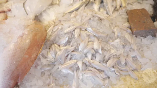 C0387FishMarketCLRWM result