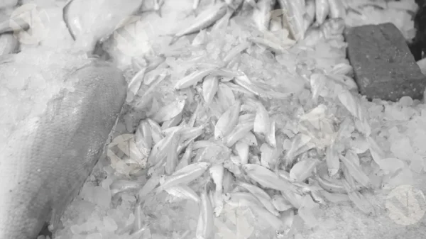 C0387FishMarketMCWM result