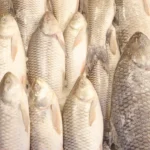 Rohu, Catla, or Grass Car freshwater fish - Log, colour and B&W