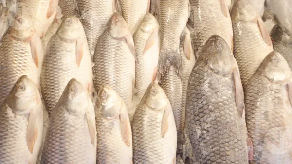 C0388FishMarketCLRWM result