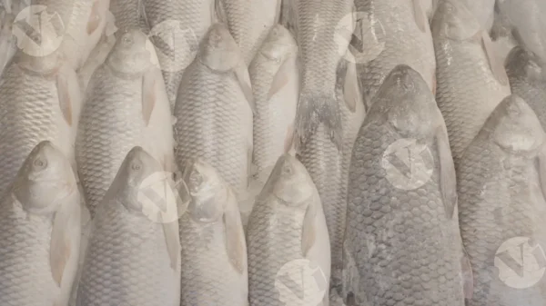 C0388FishMarketSlogWM result