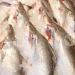 Pangasius kunyit, also known as Pangasius krempfi or Phalacronotus - Log, colour and B&W