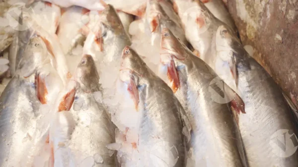 C0391FishMarketCLRWM result