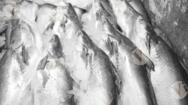 C0391FishMarketMCWM result