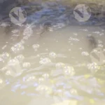 Fish swimming in the water - Log, colour and B&W