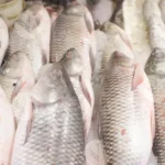 Indian Major Carps fish - Log, colour and B&W