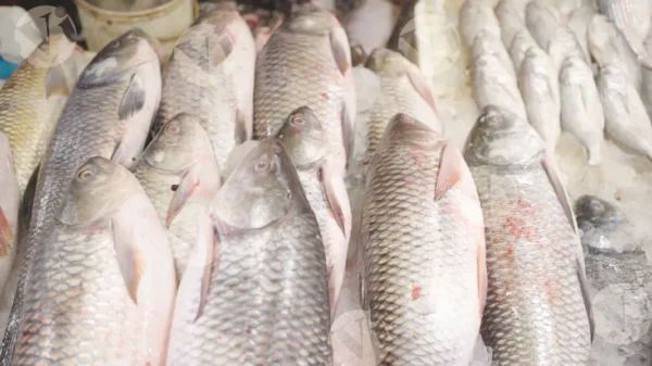 C0405FishMarketCLRWM result