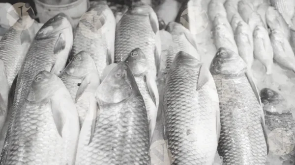 C0405FishMarketMCWM result