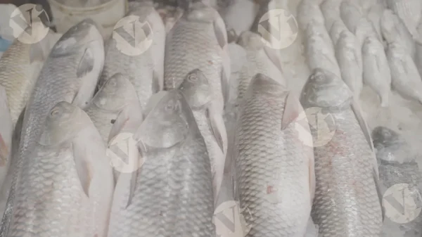 C0405FishMarketSlogWM result
