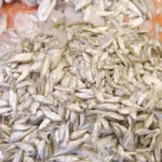 Small Silvery fish (Stolephorus indicus) - Log, colour and B&W