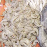 Caridea (Shrimp) Fish - Log, colour and B&W