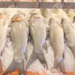 Rohu (Labeo rohita), a freshwater fish - Log, colour and B&W