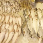 Sardines, mackerel, and silver-banded whiting -  Log, colour and B&W