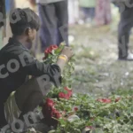 A boy Arranging Bunch of Roses - Log, colour and B&W