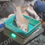 Selling fish - Log colour and B&W