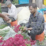 Selling Crested Cock's-comb, also known as Celosia Cristata - Log, colour and B&W