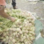Bunch of Lotus Flower - Log, colour and B&W