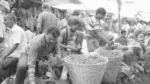 People Selling Flowers in a Market - Log, colour and B&W - Image 2