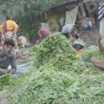 Workers Preparing the Leaves for Sale - Log, colour and B&W