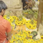 A Person Working with a Large quantity of Common Sunflowers - Log, colour and B&W
