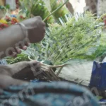 Preparing sea grapes or green caviar - Log, colour and B&W