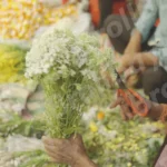 Man Cutting Anaphalis javanica Flower - Log, colour and B&W